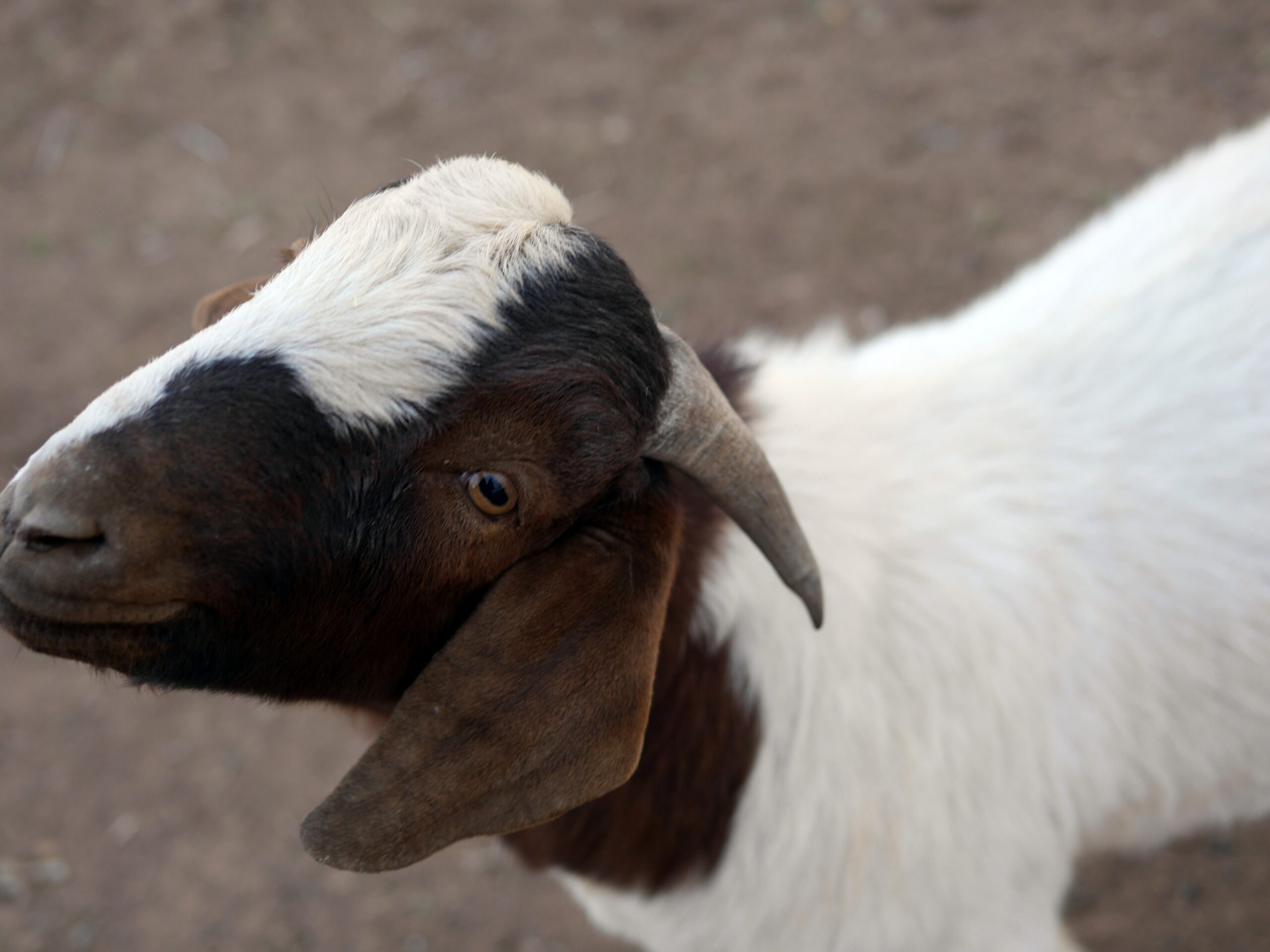 A Goat by the Ear?