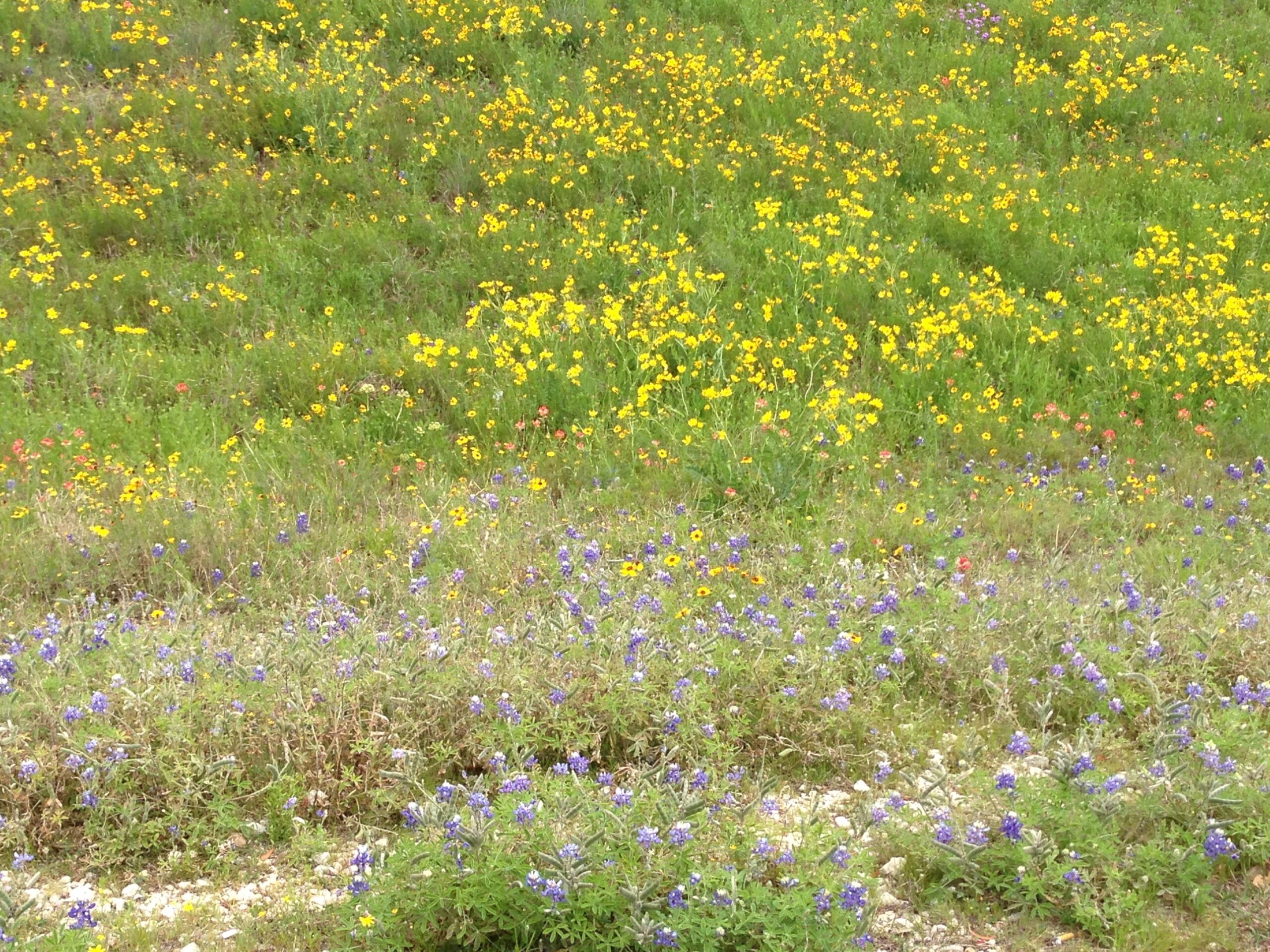 Flowers on the Side of the Road