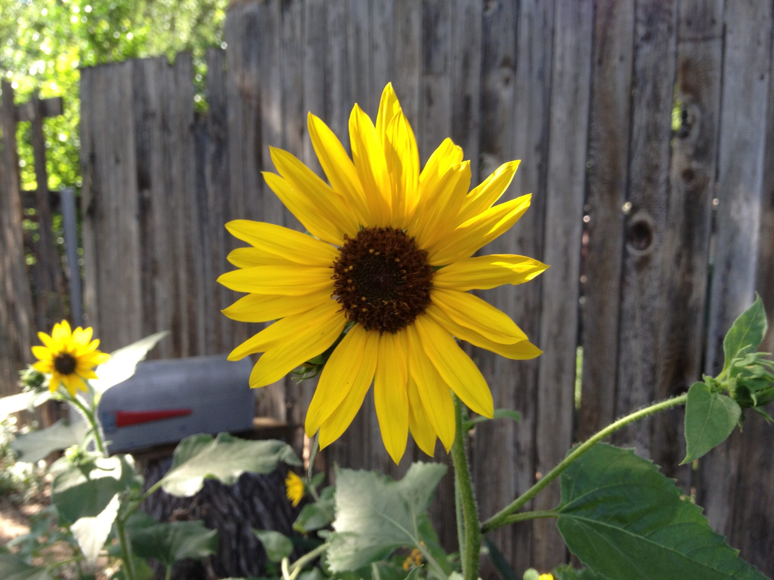 Mini Sunflower