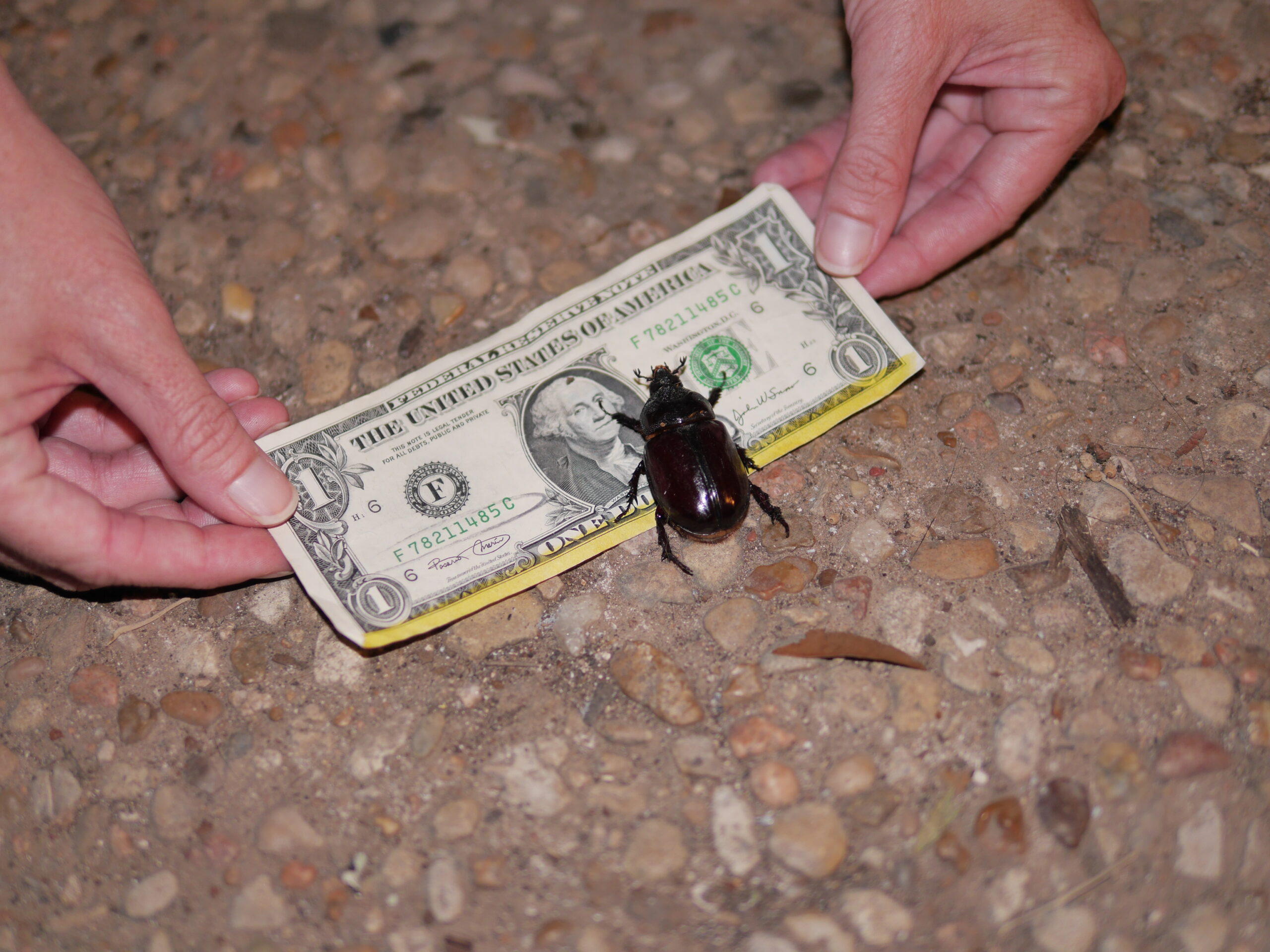 Everything is Bigger in Texas?