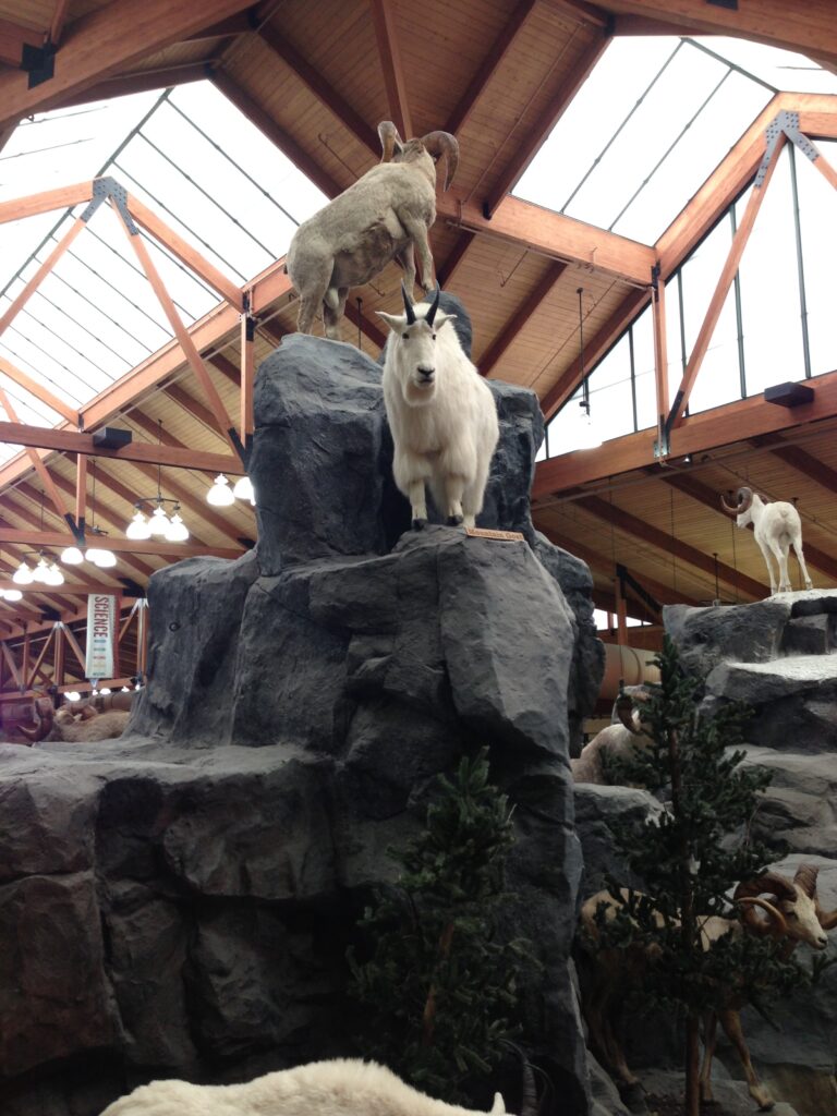 Mountain Goat