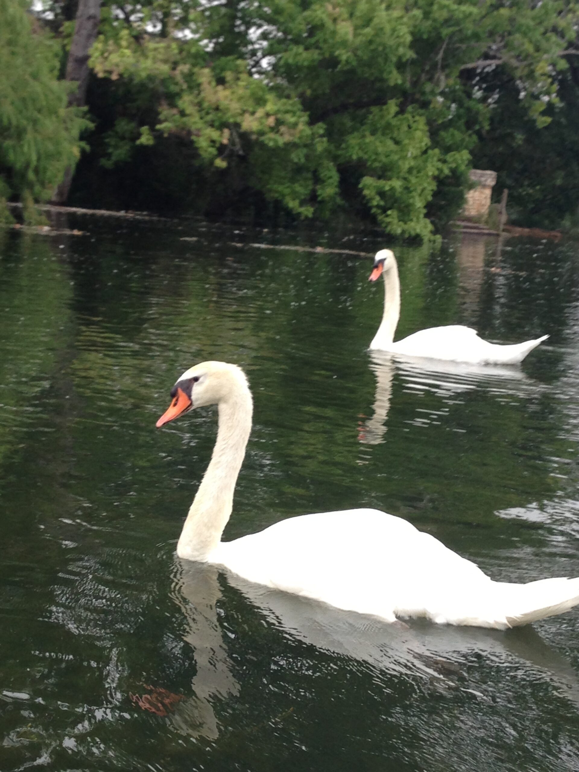 Swans on Town Lake