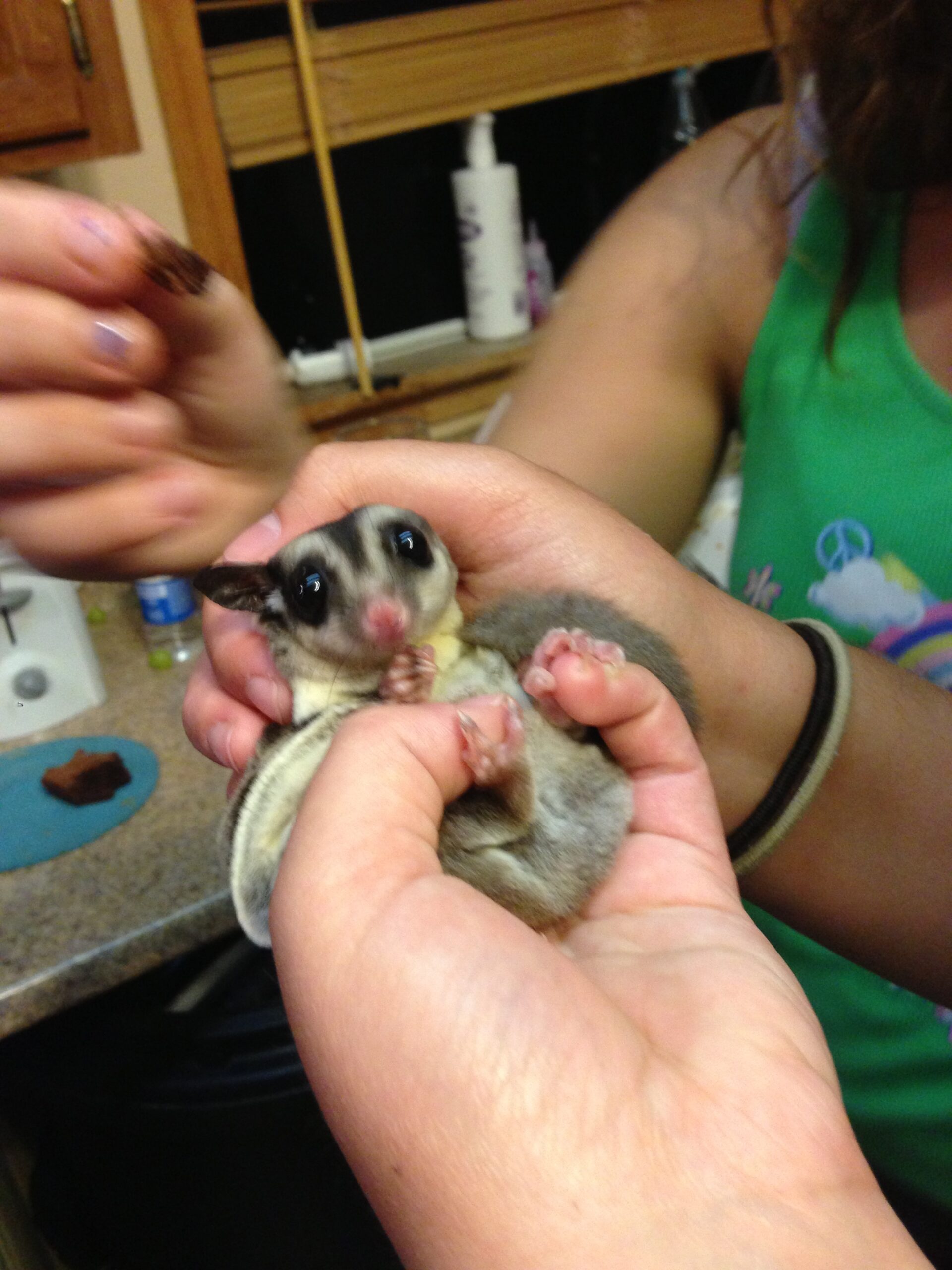 Sugar the SugarGlider
