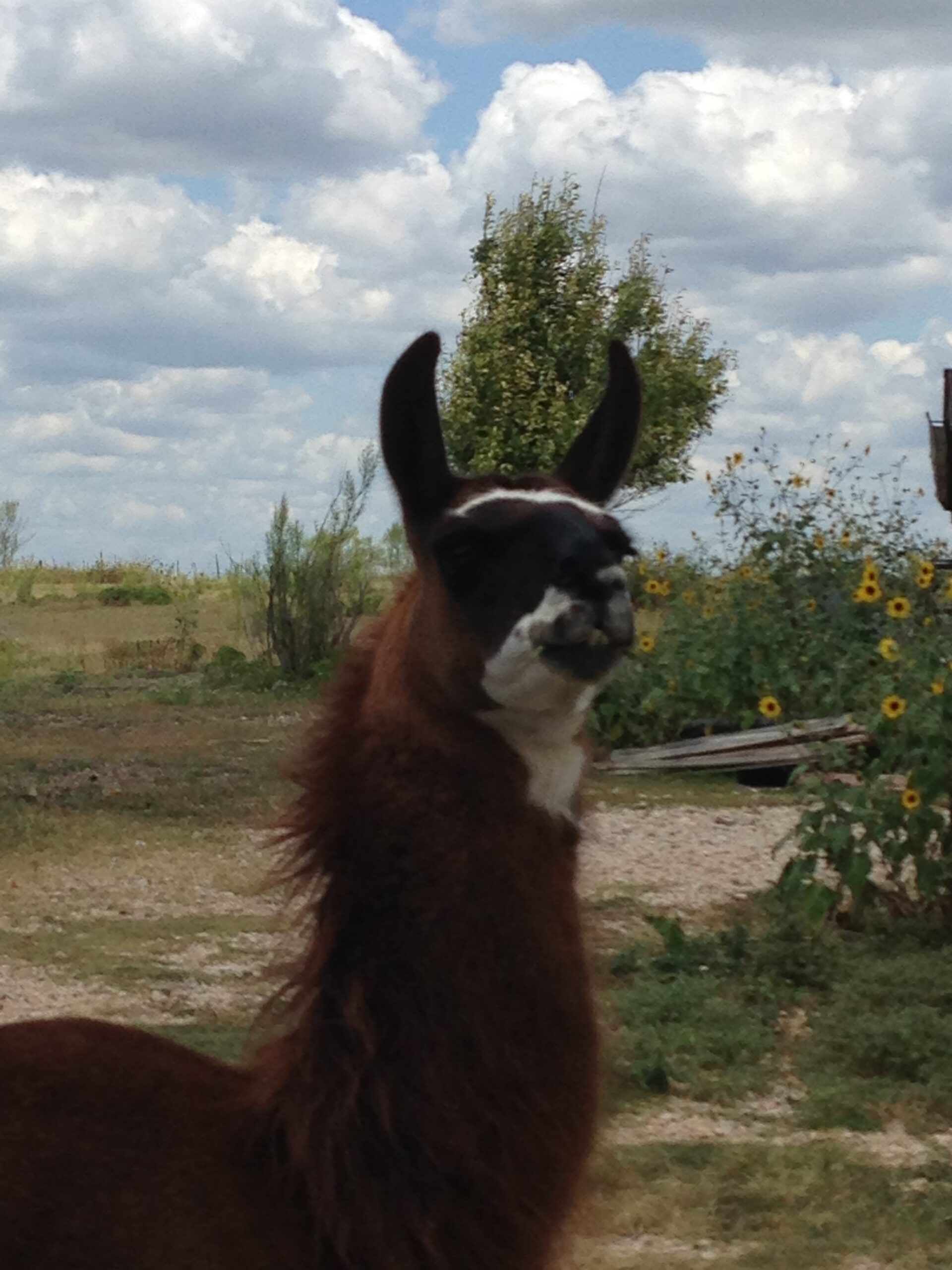 Llama