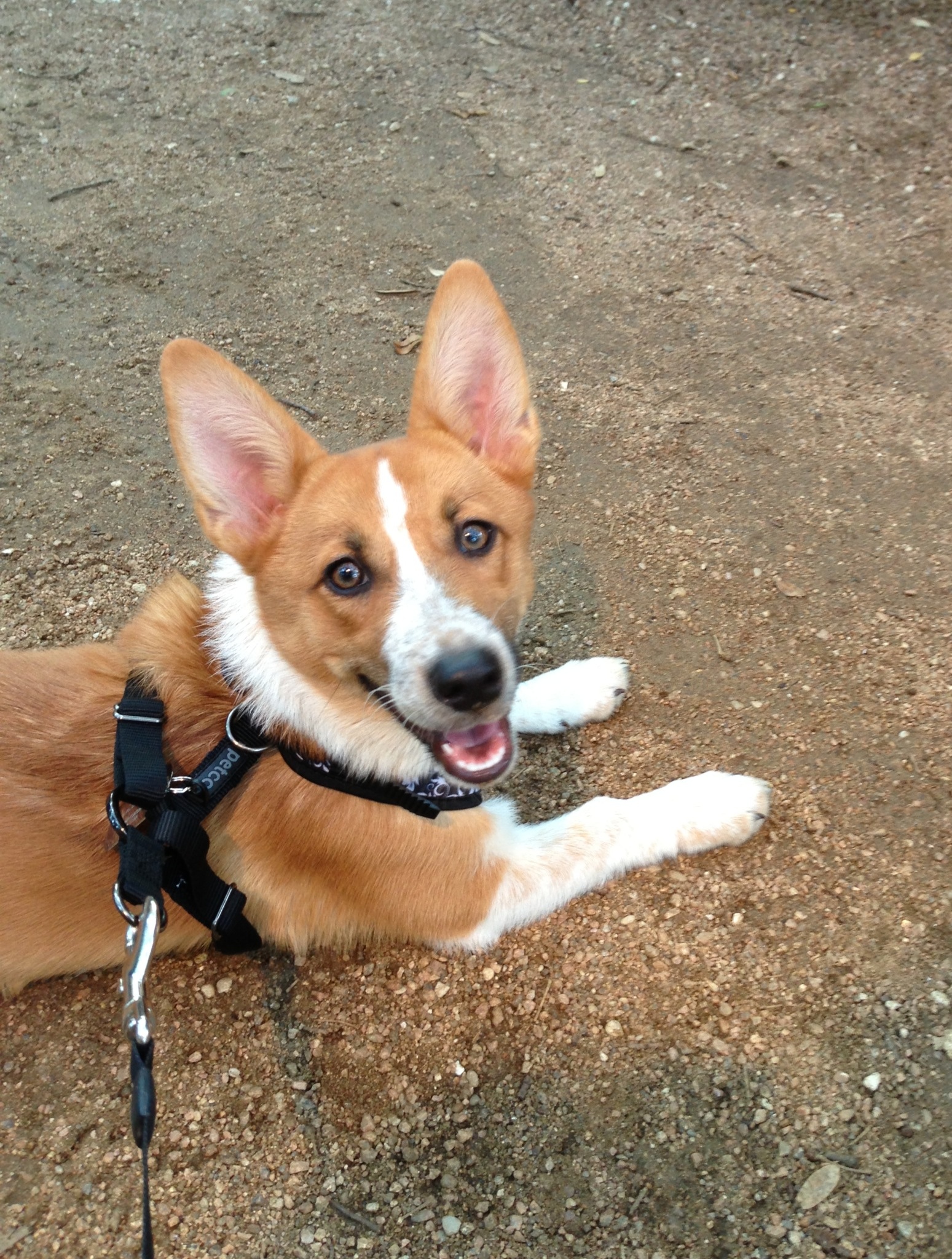 Kelly Pawsbourne Princess of Barkness