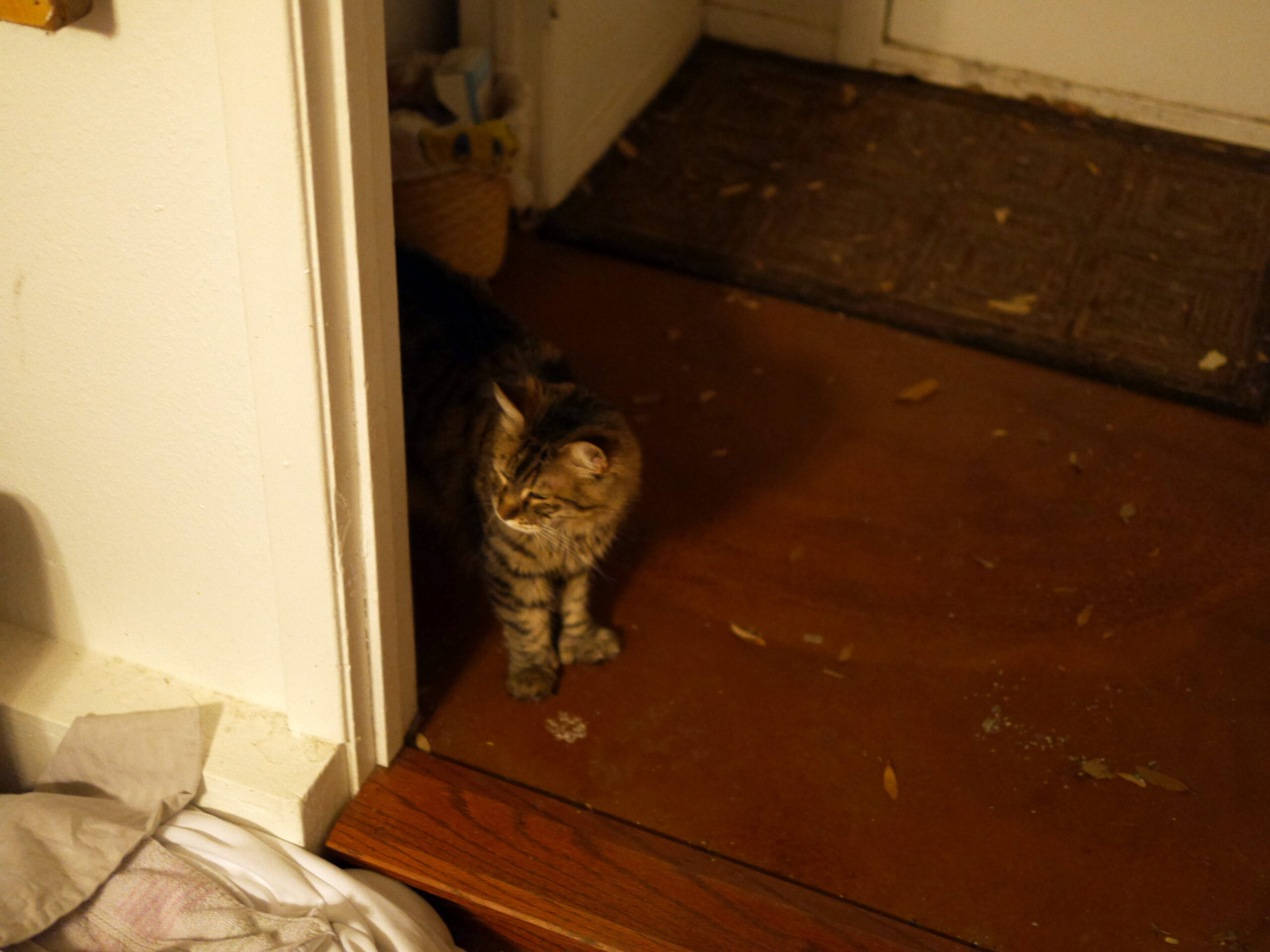 Ummm, Is This for Real?