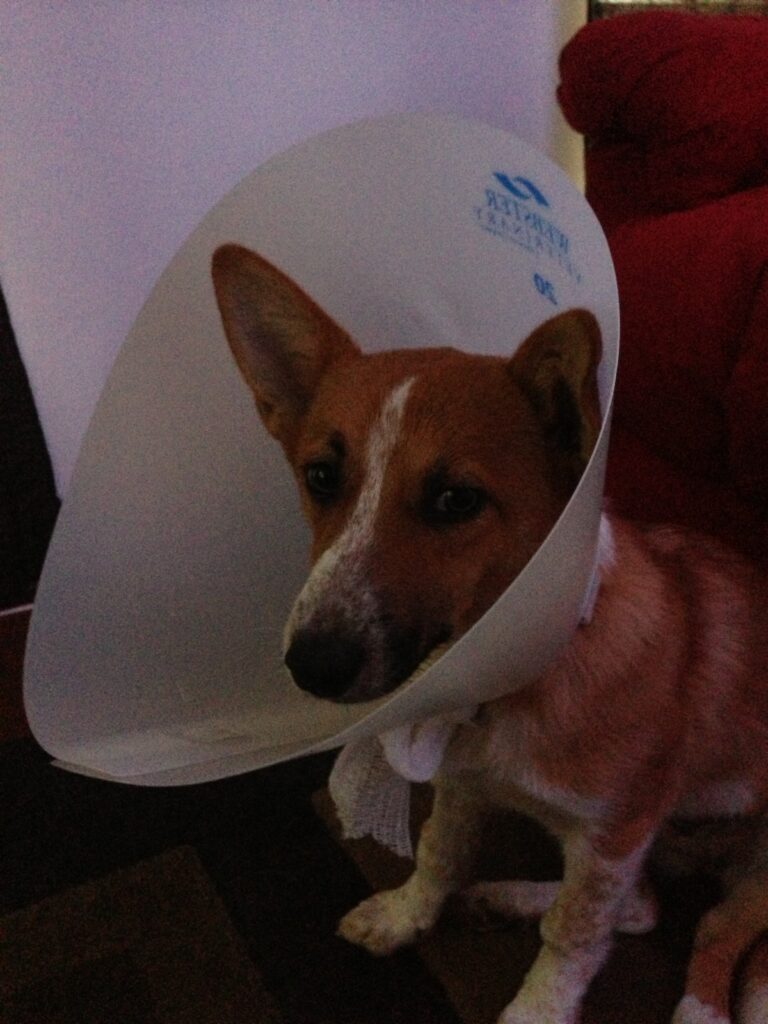 Brave Cone Dog
