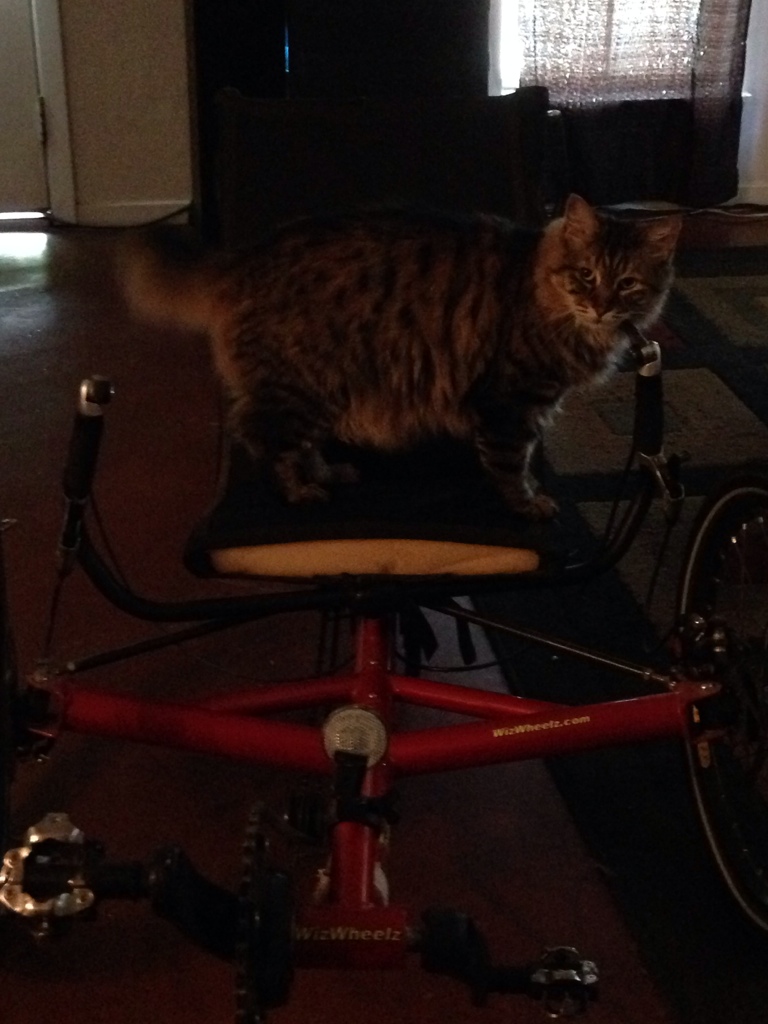 Eddie Loves Bikes