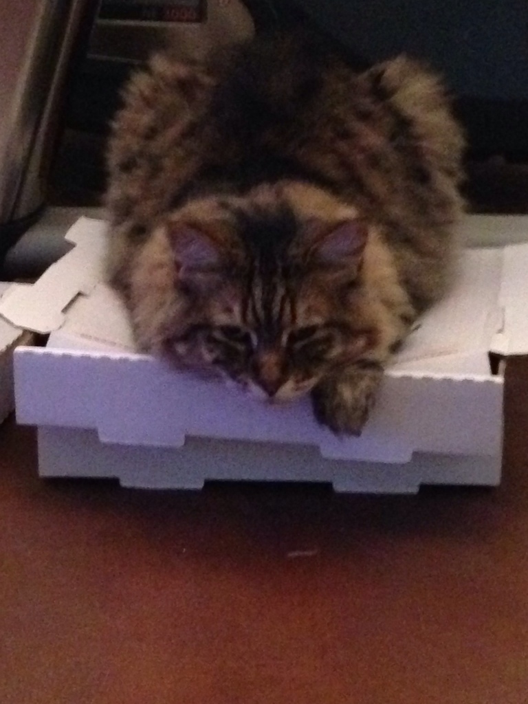 Lazy Pizza Box Cat