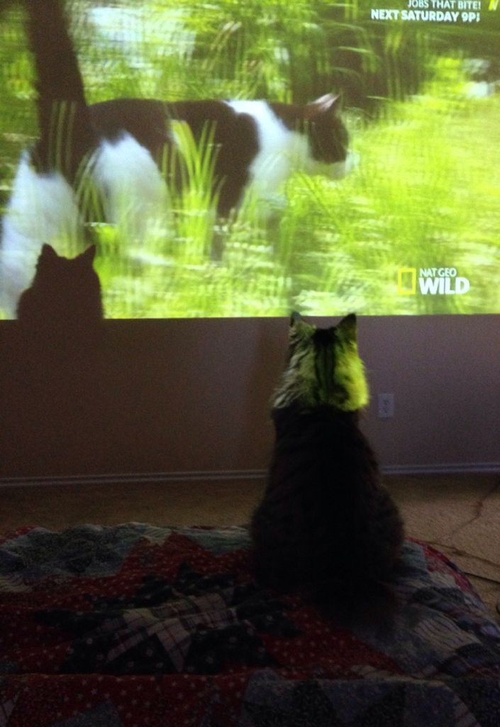 Eddie Loves Cat TV
