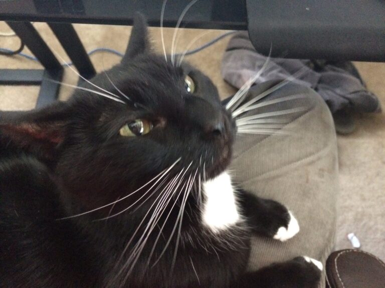 Such a Magnificent Beast