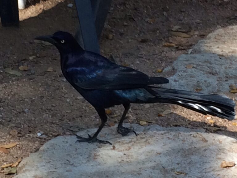 Put Your Right Foot In..