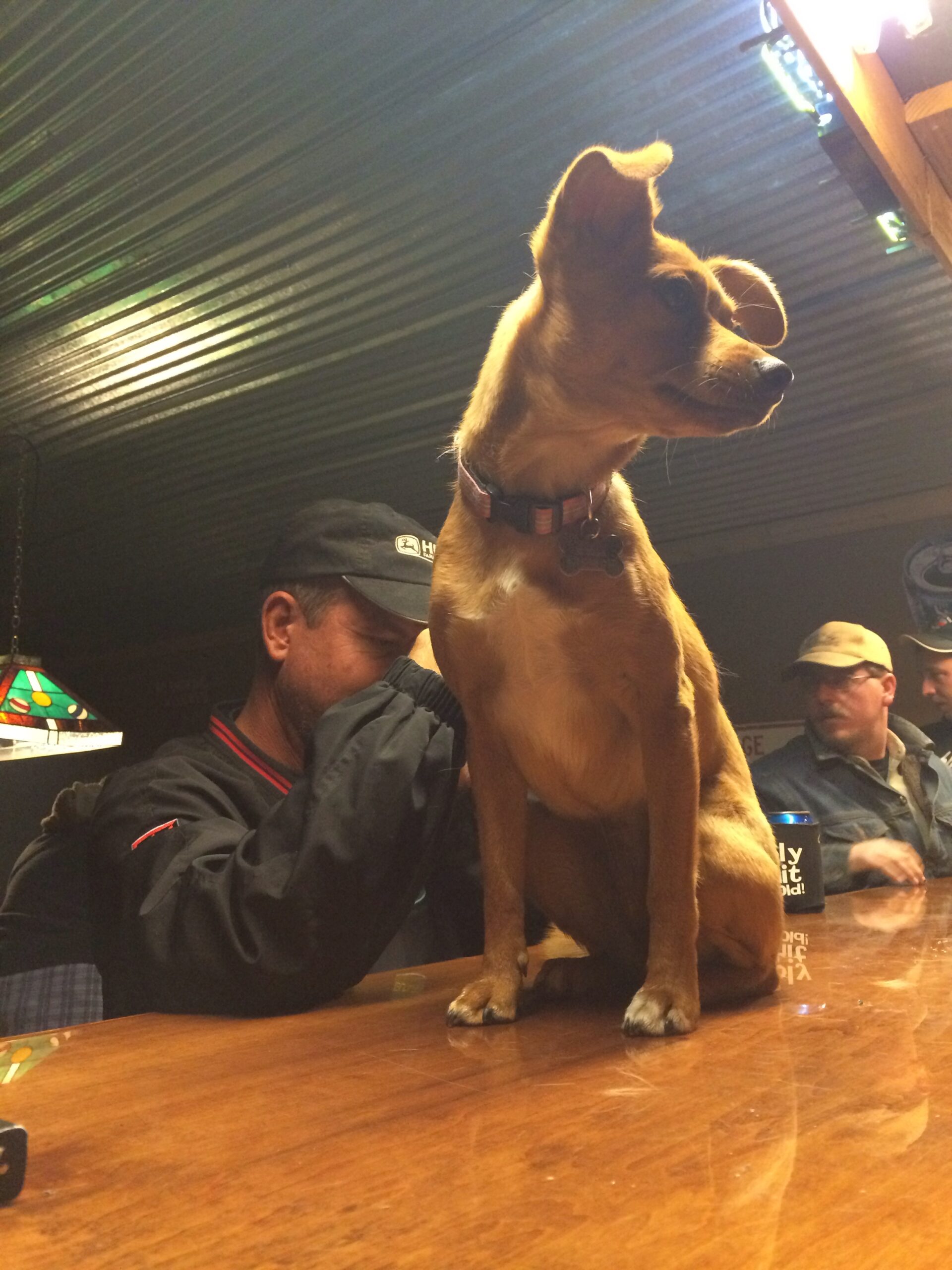 Dog on Bar