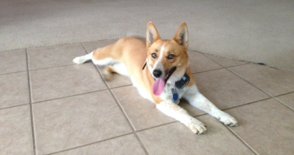 Corgi Pose