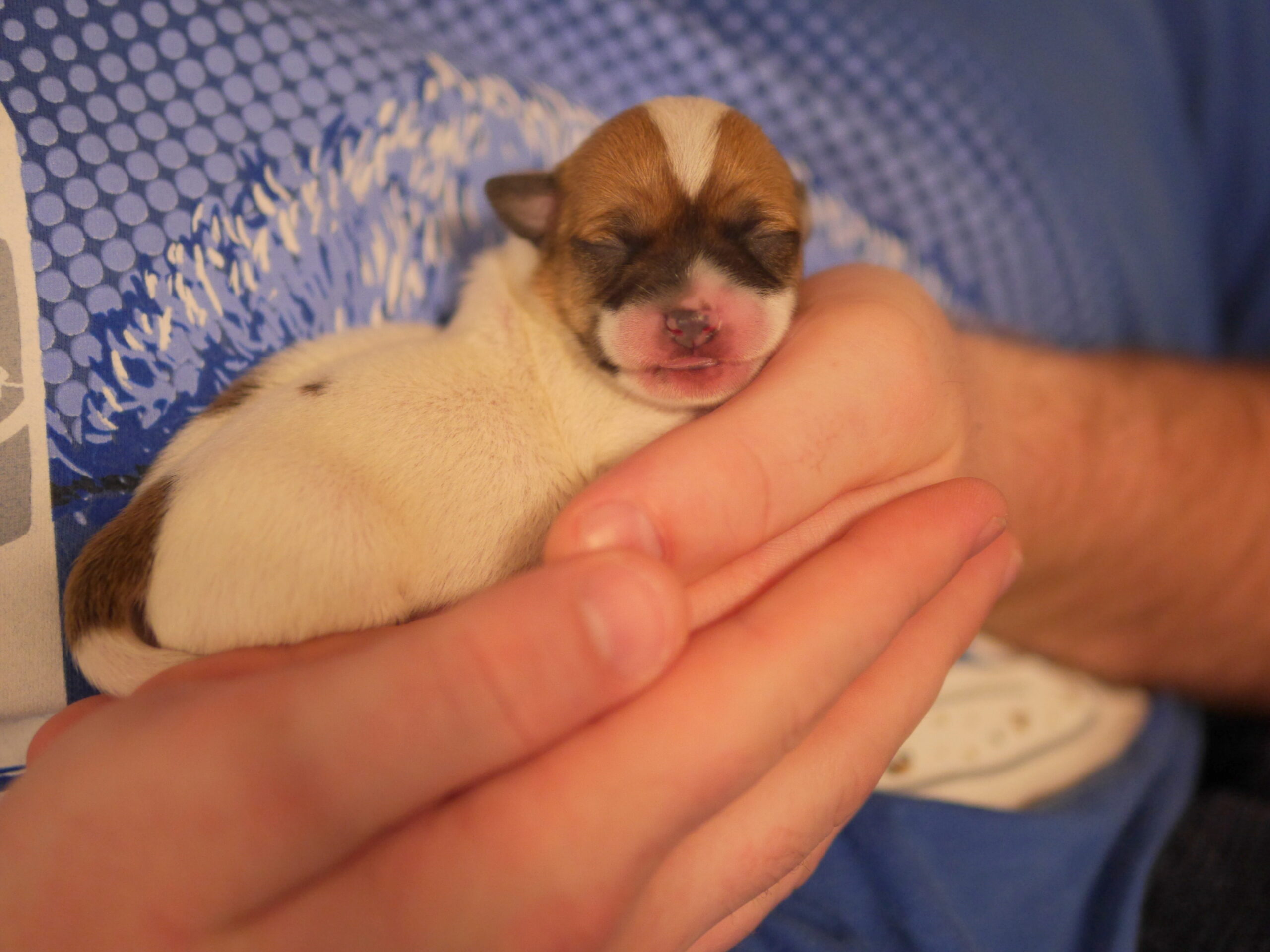 Tiny Puppy Plumped Out