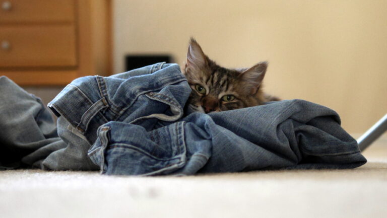 Tomorrow is National Grilled Cheese Day