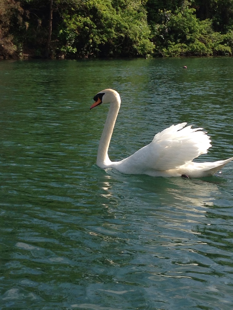 Swan