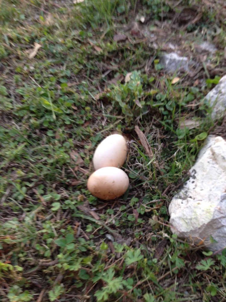 Random Yard Eggs