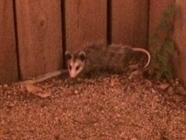 Baby Possum
