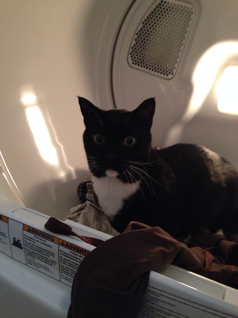 Cat Loves Laundry