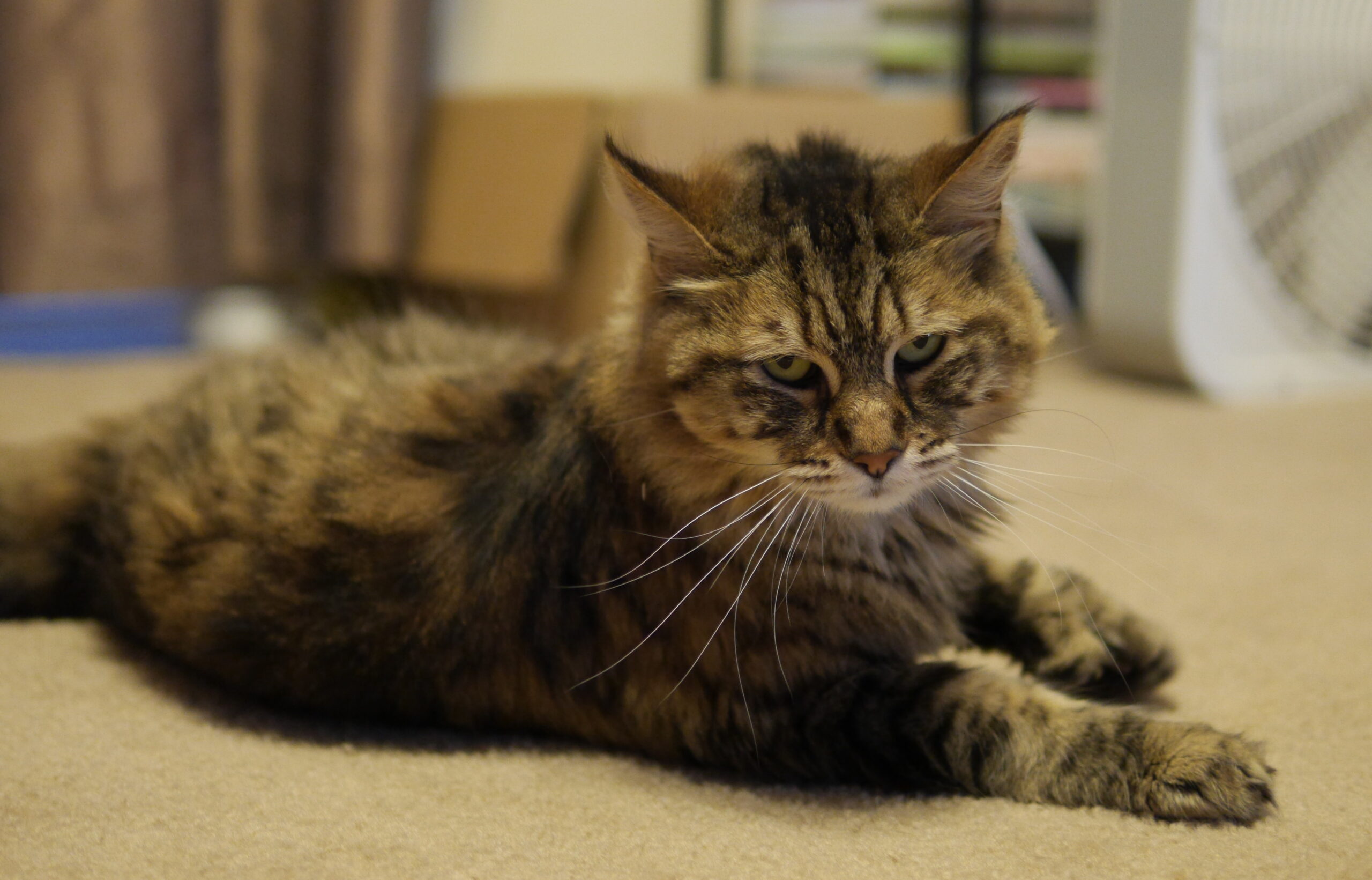 Eddie Keeps it Low Key