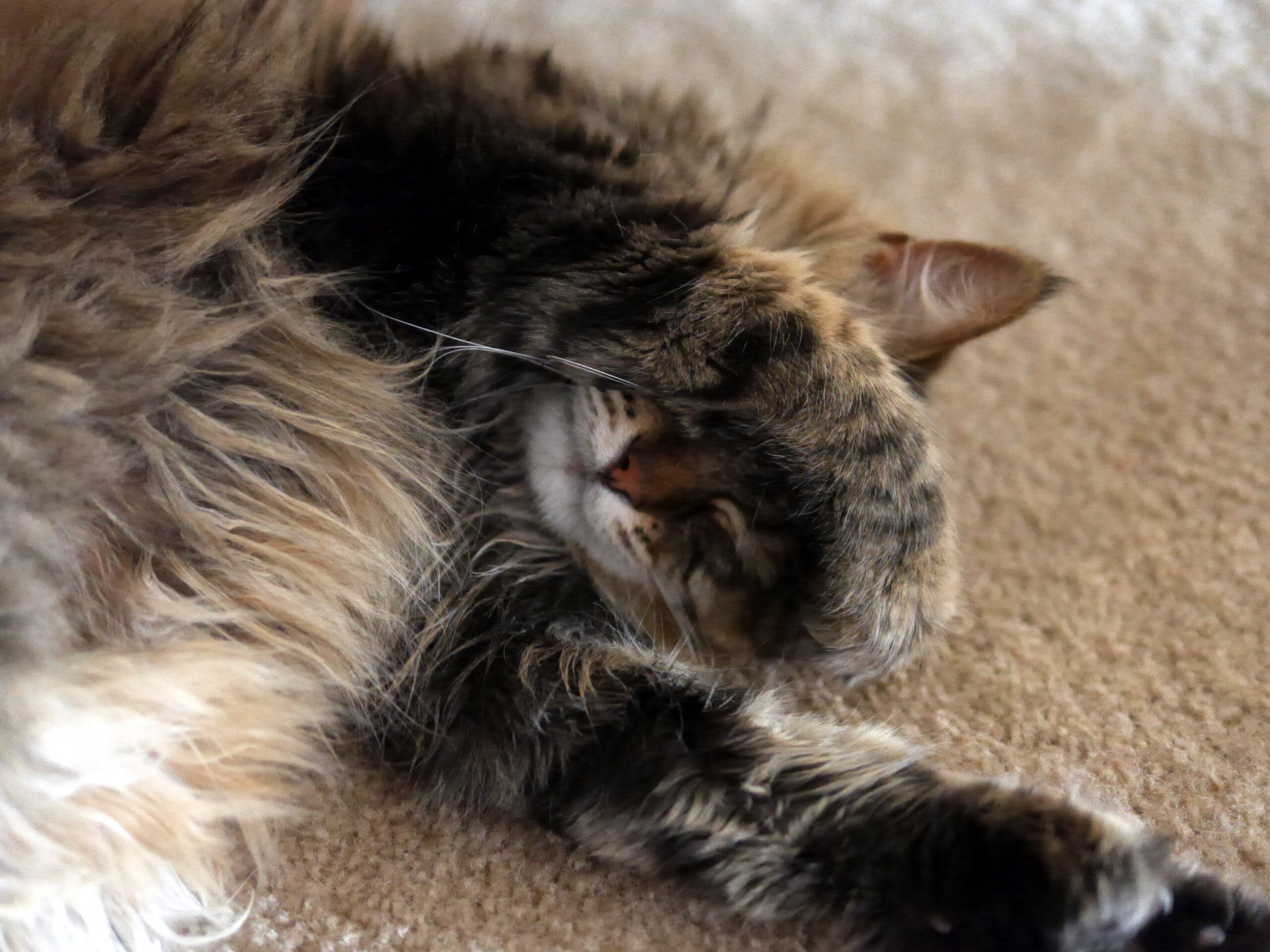 Professional Napping