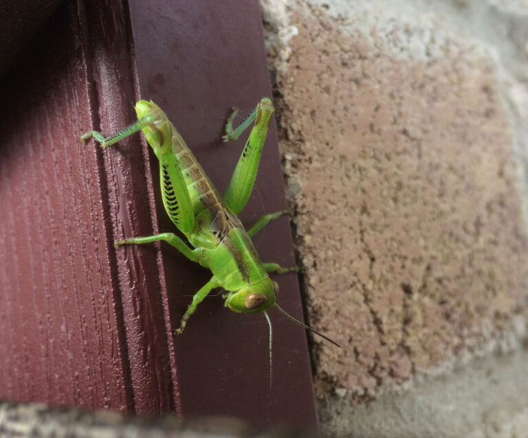 Grasshopper