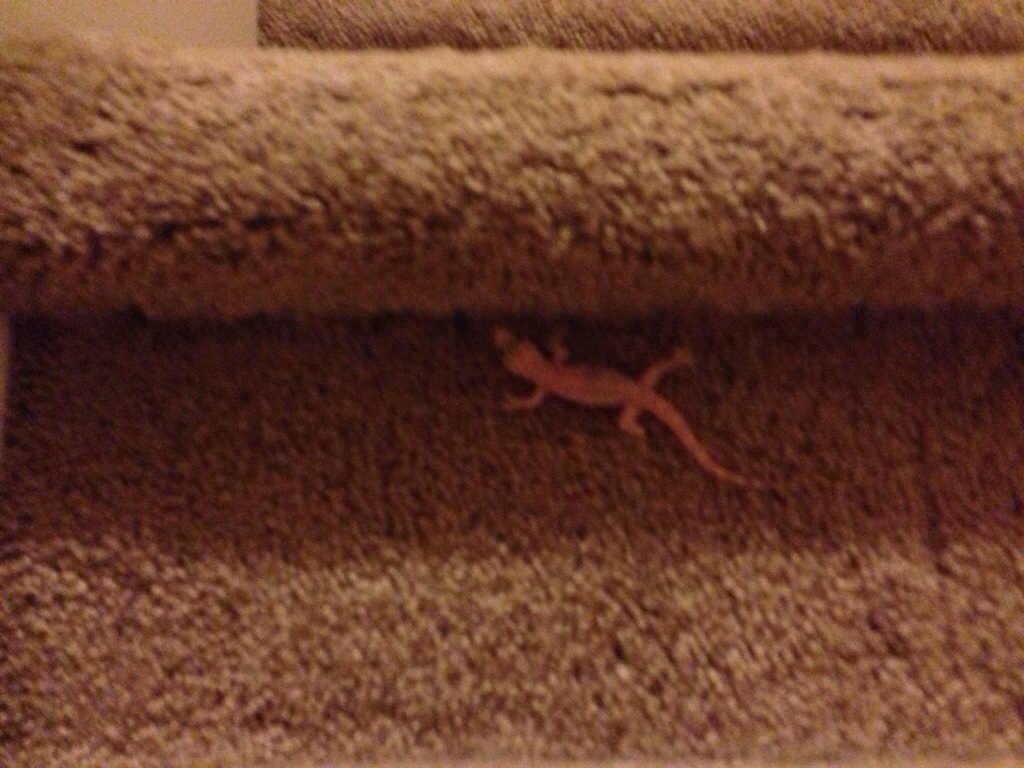 On The Stairs