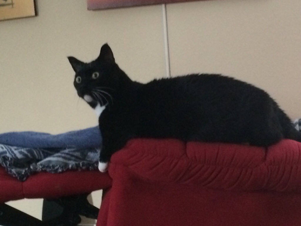 Armchair Quarterback