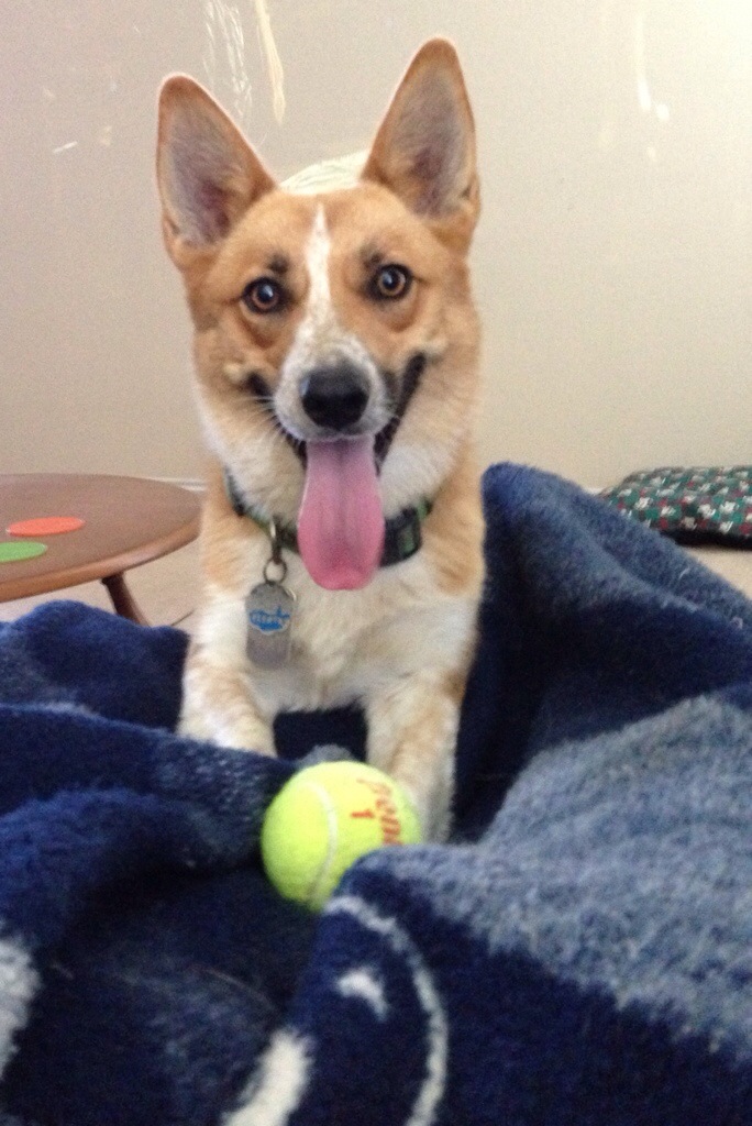 Excited Corgi