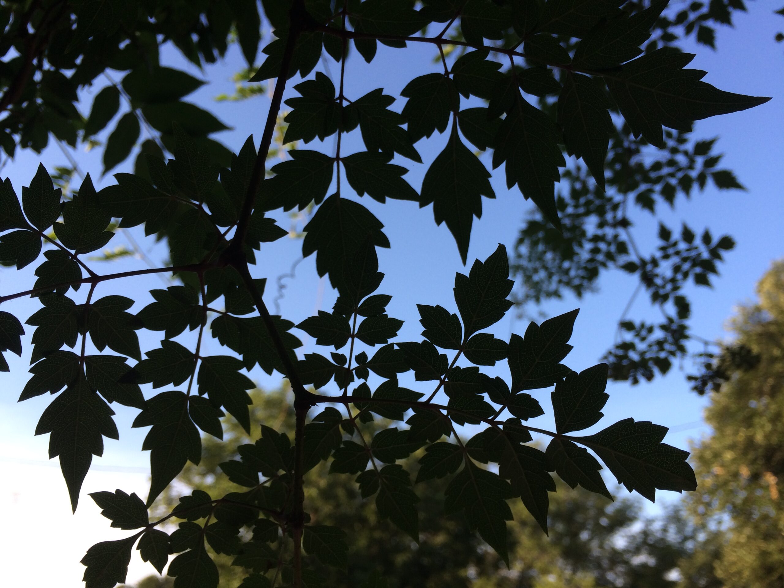 Silhouetted Leaves
