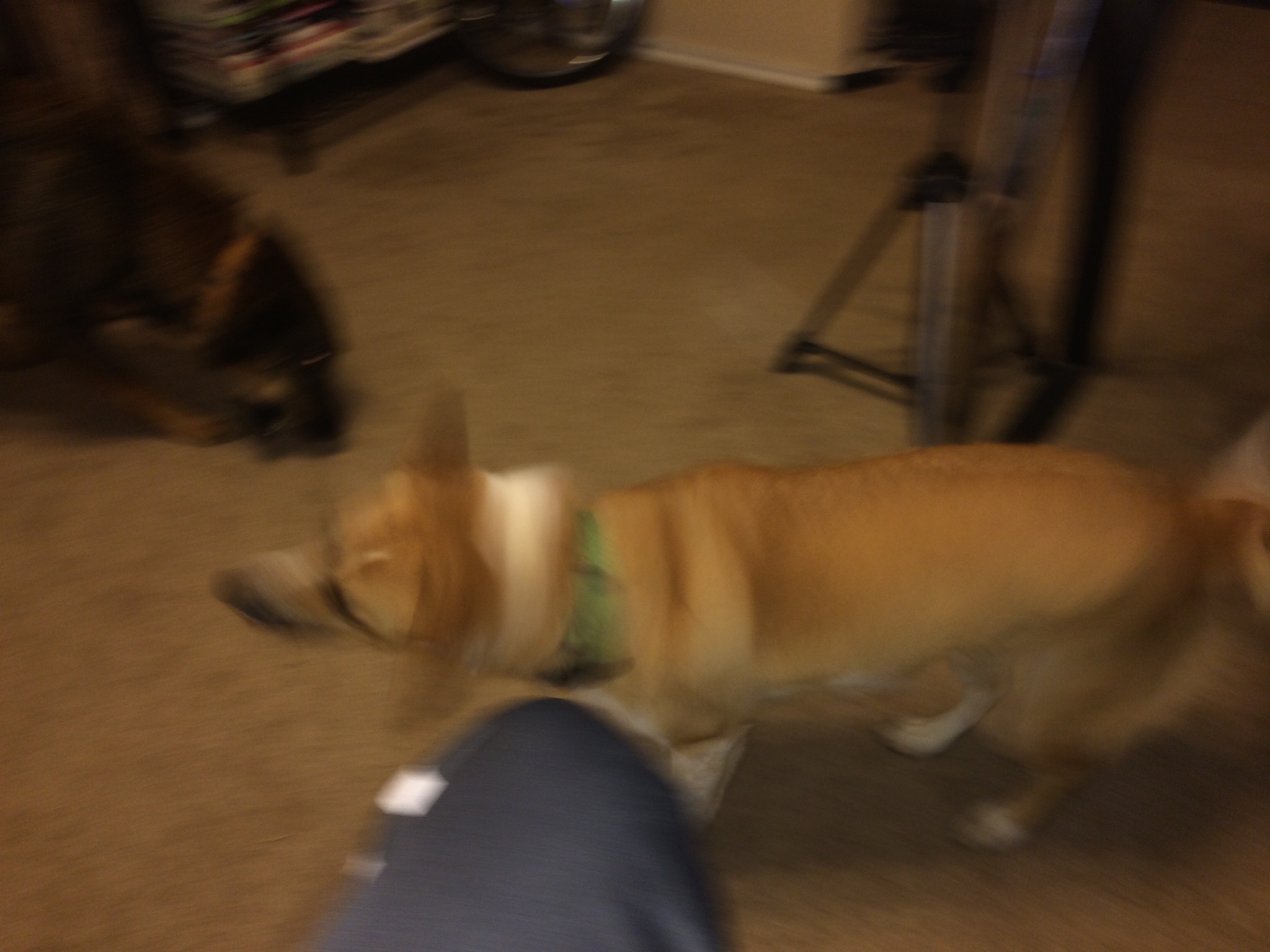 Blurry Helicopter Ears