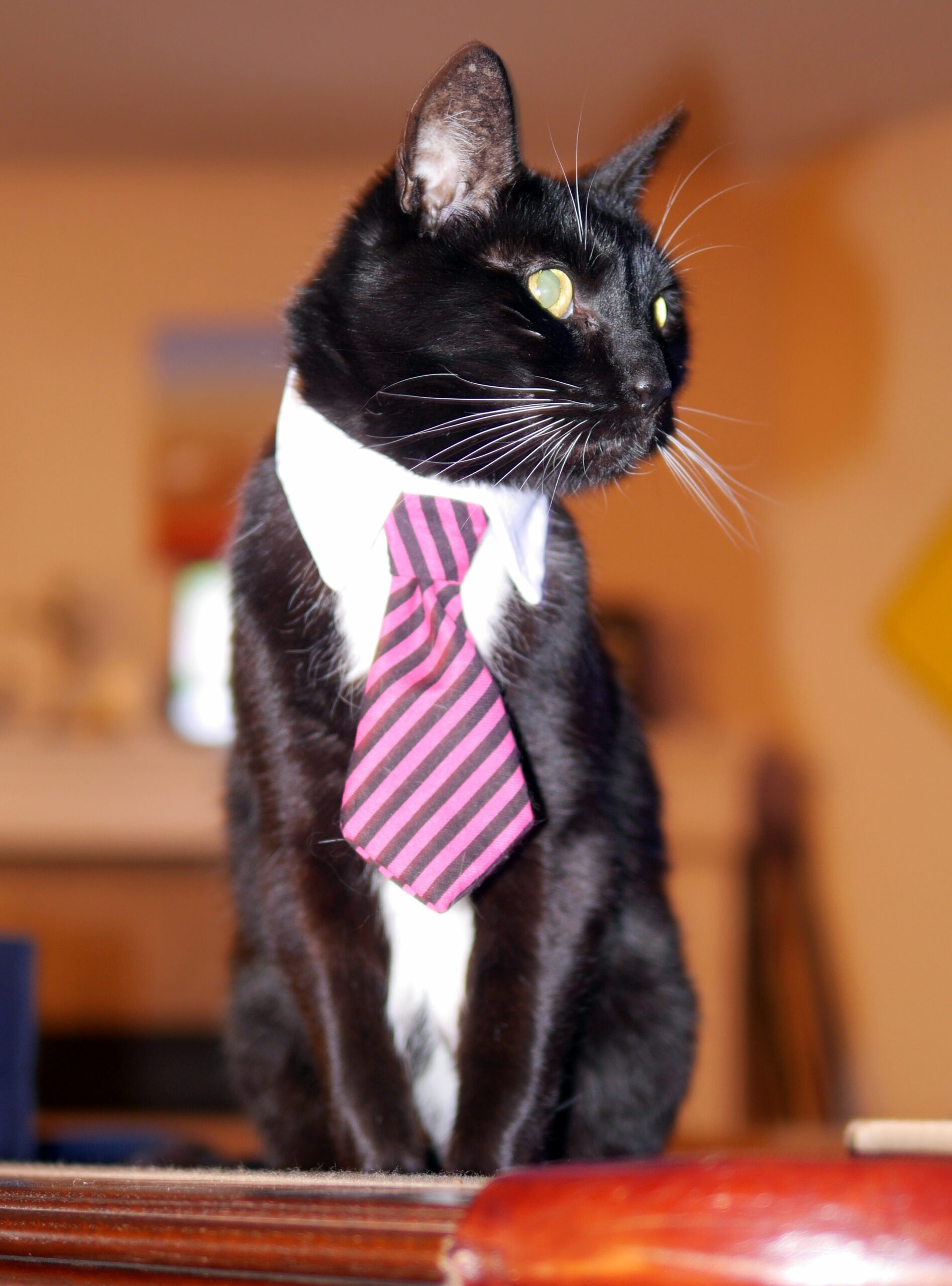 Really, An Accountant!