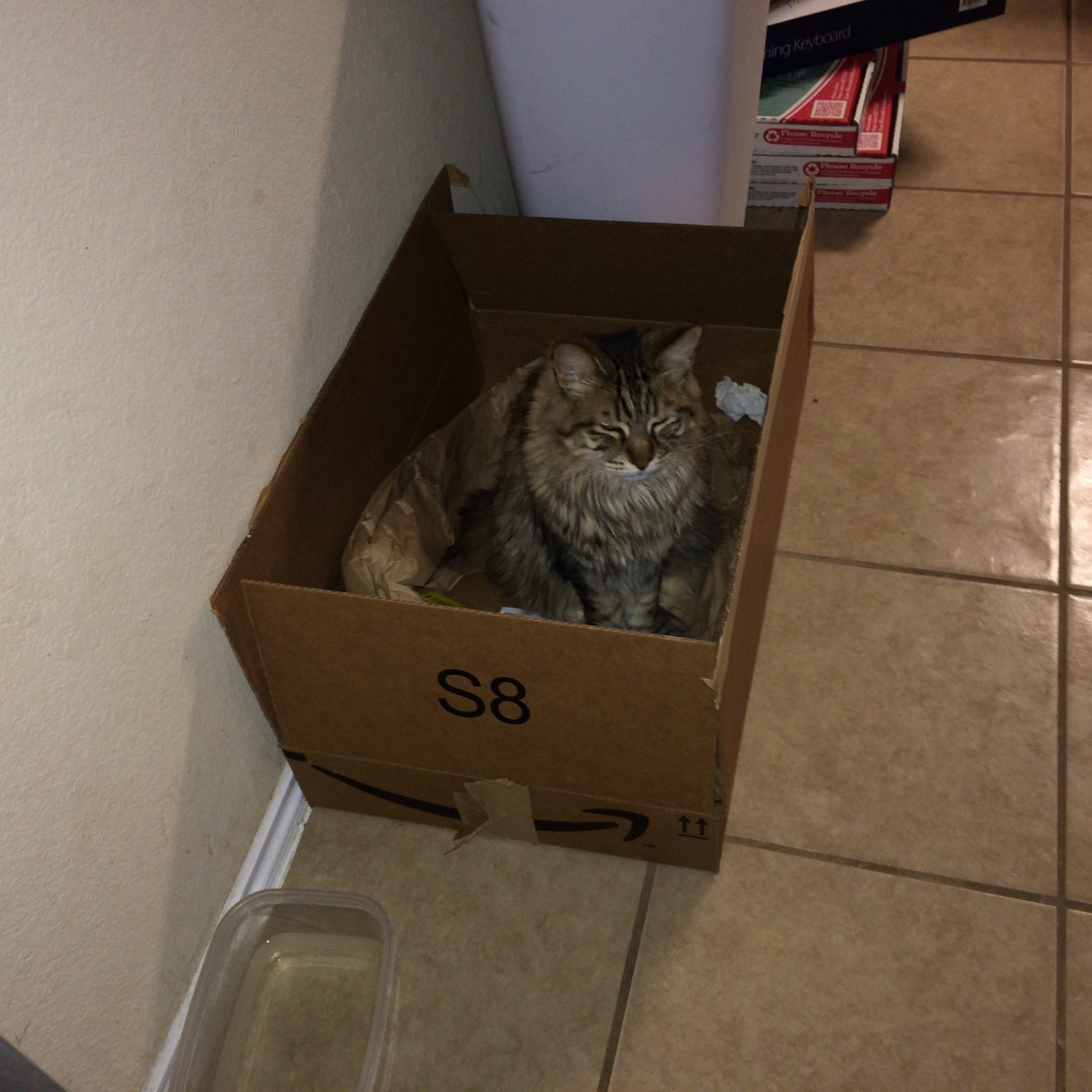 Eddie Loves Amazon Prime