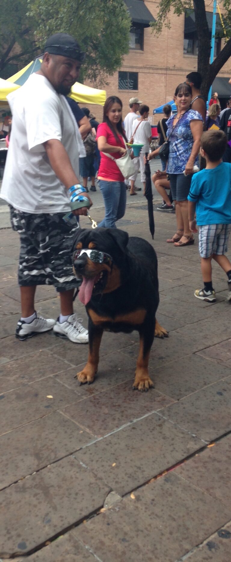 Dog With Shades