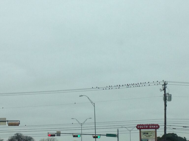 Birds