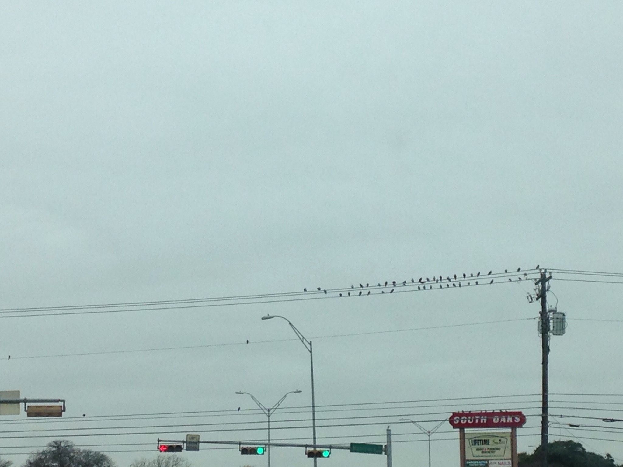 Birds