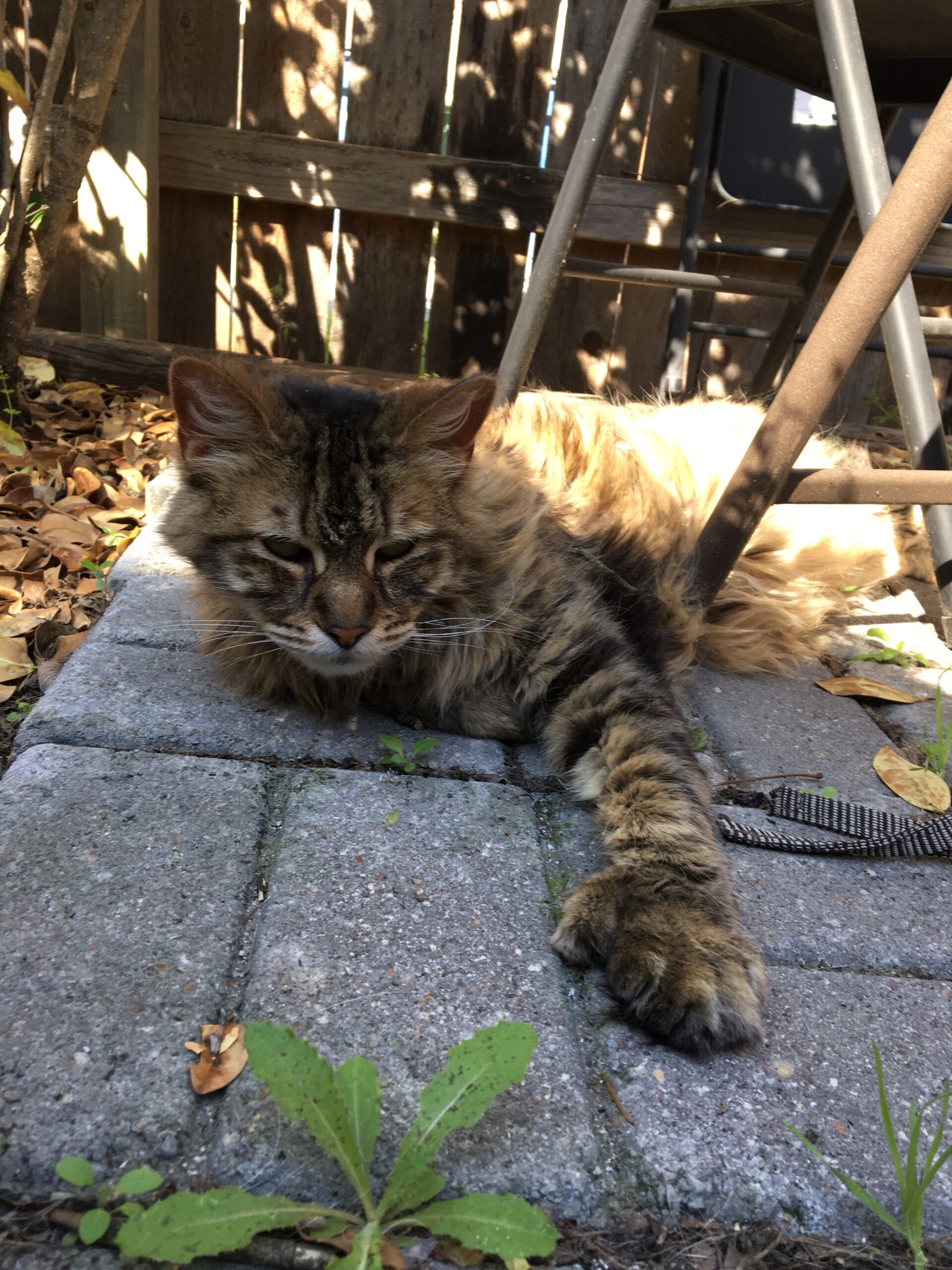 Saturday Clouds With Tree