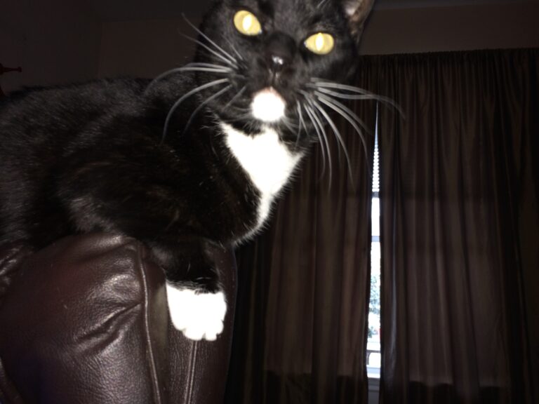 What Did You Just Say?