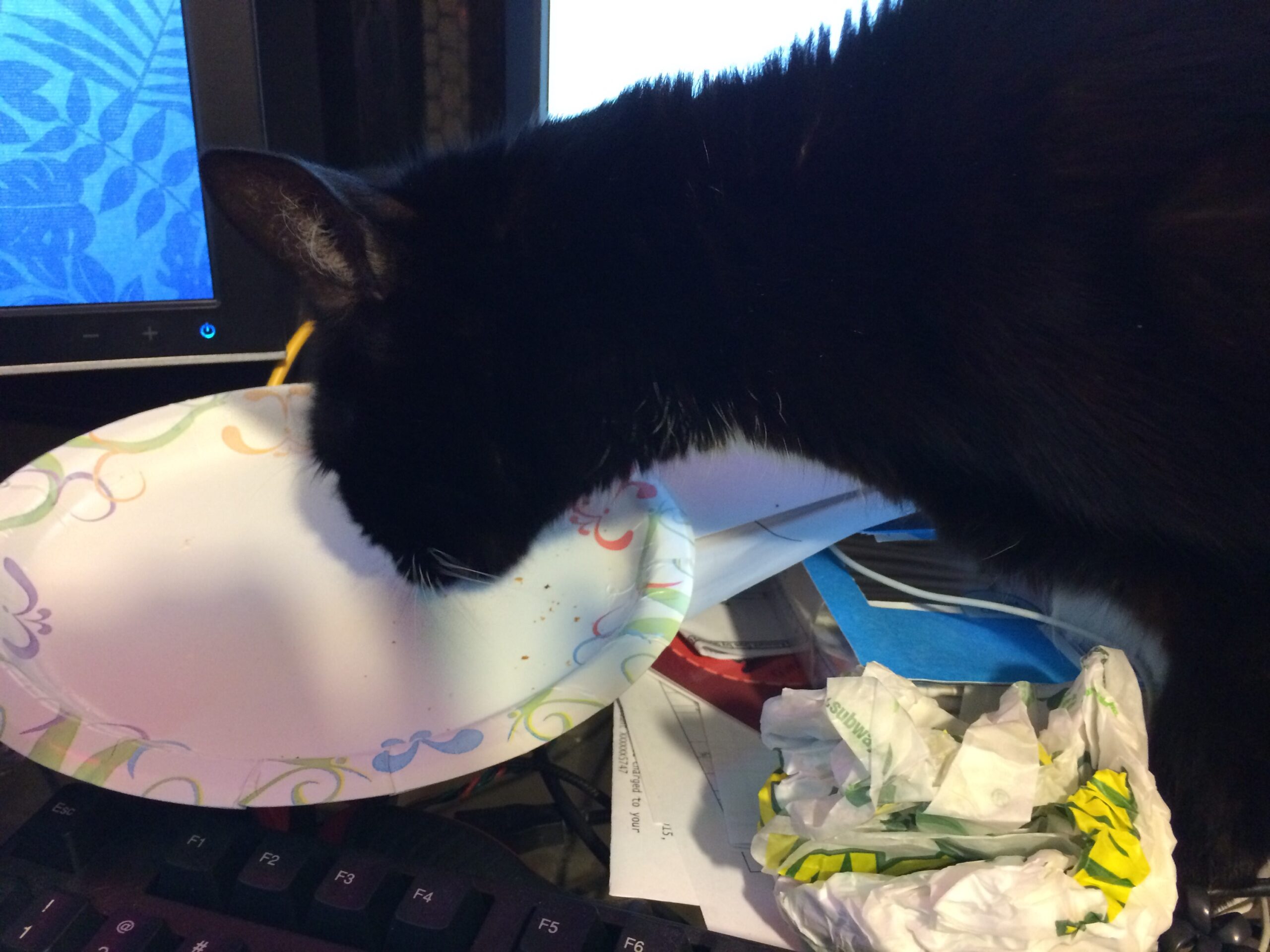 State of the Union, with Cats