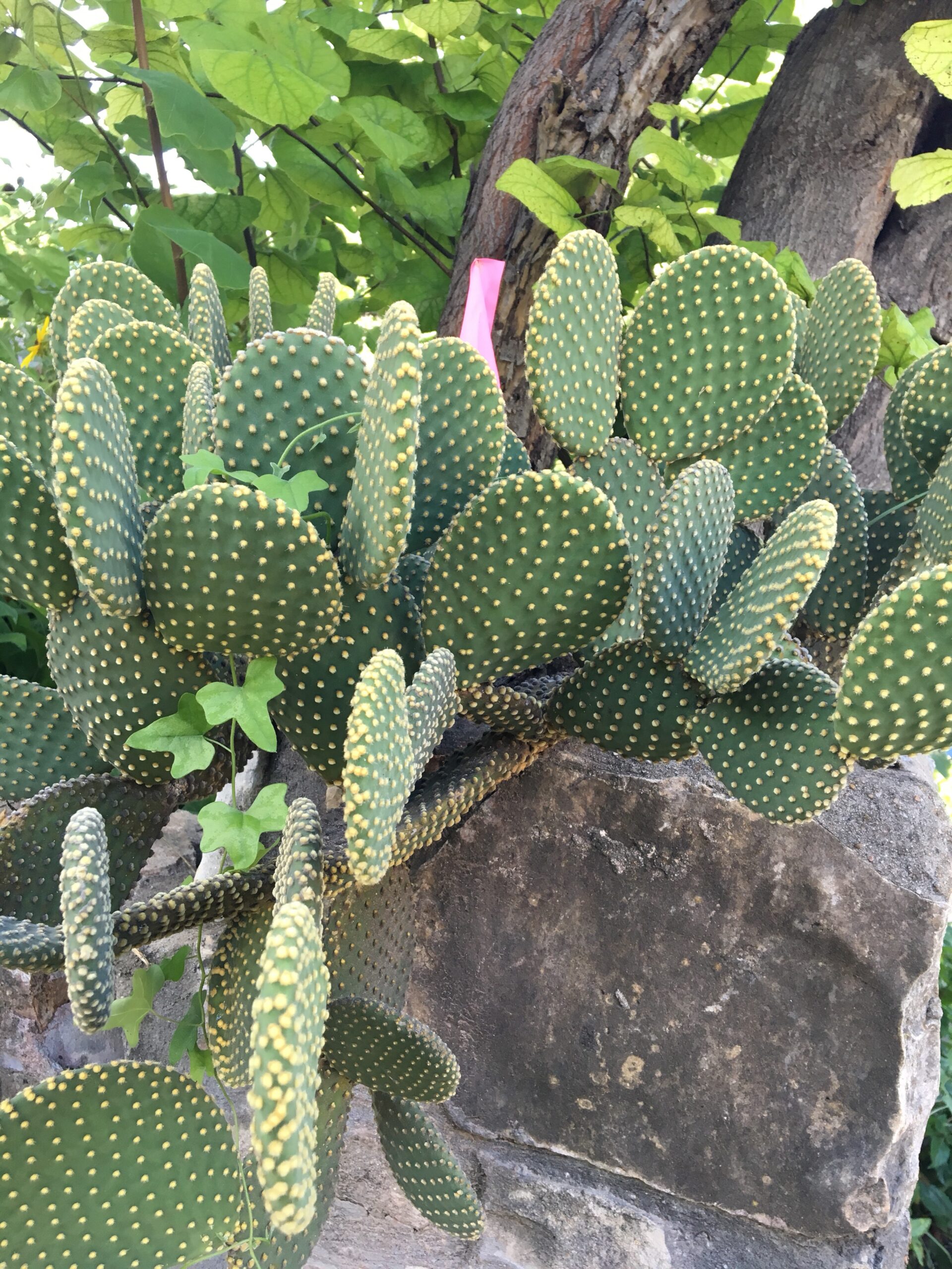 Sunset In San Marcos