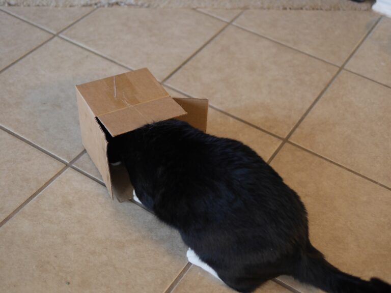 My Cat in a Box