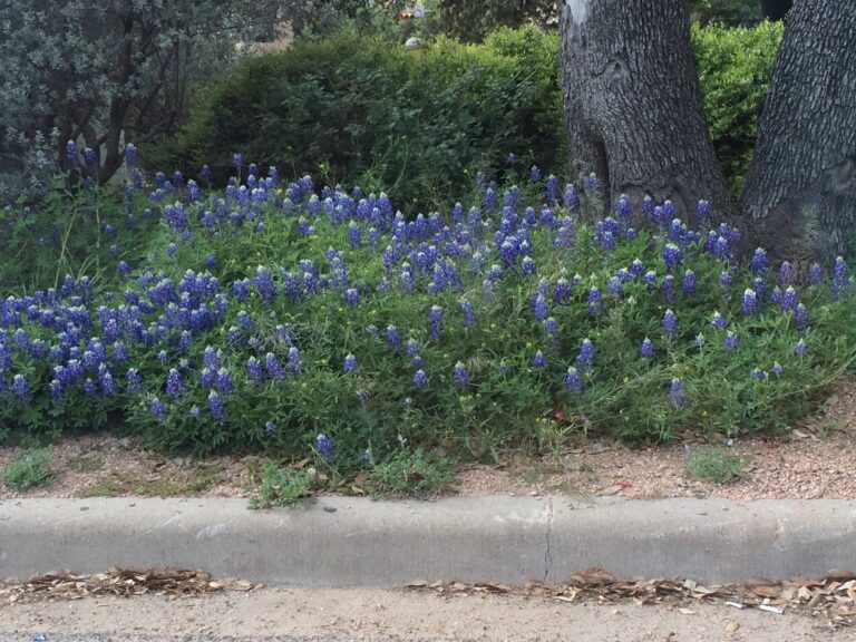 Bluebonnets Everywhere 