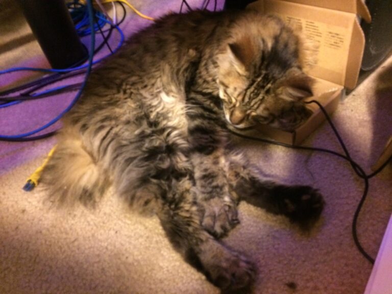 Things I Do Not Fit In