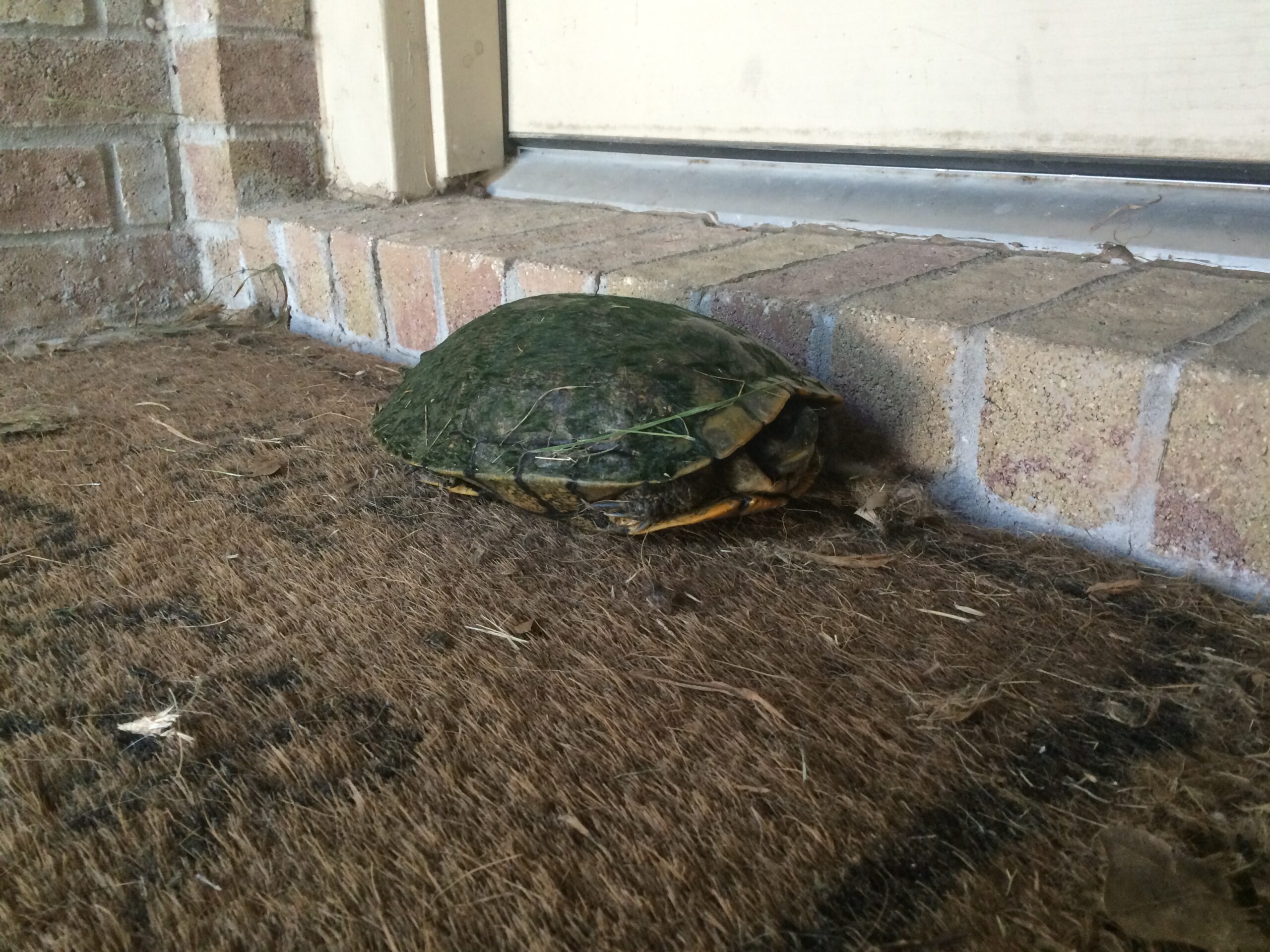 On Doorstep This Morning