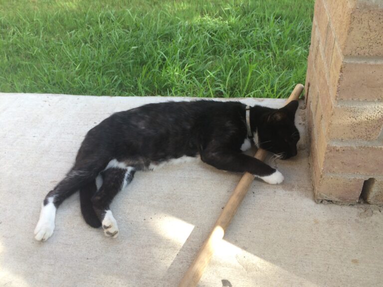 I ♥️ Piñata Stick