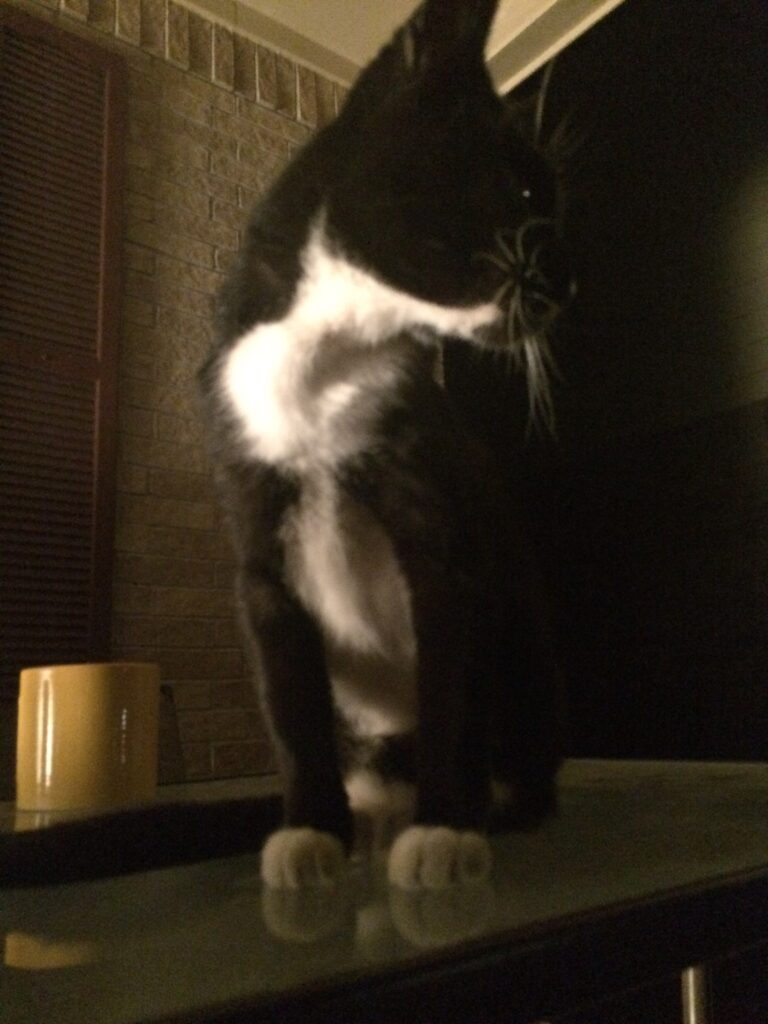 Honey Badger Don’t Give a Shit