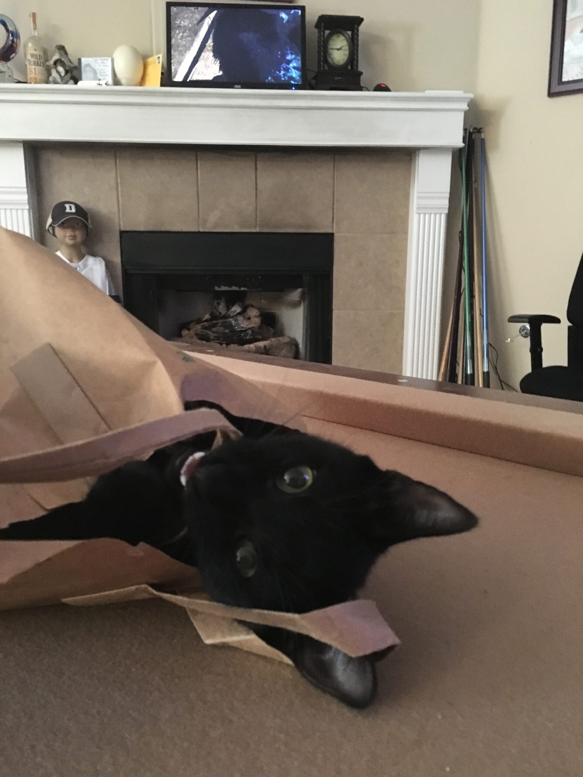 Kitten In Bag