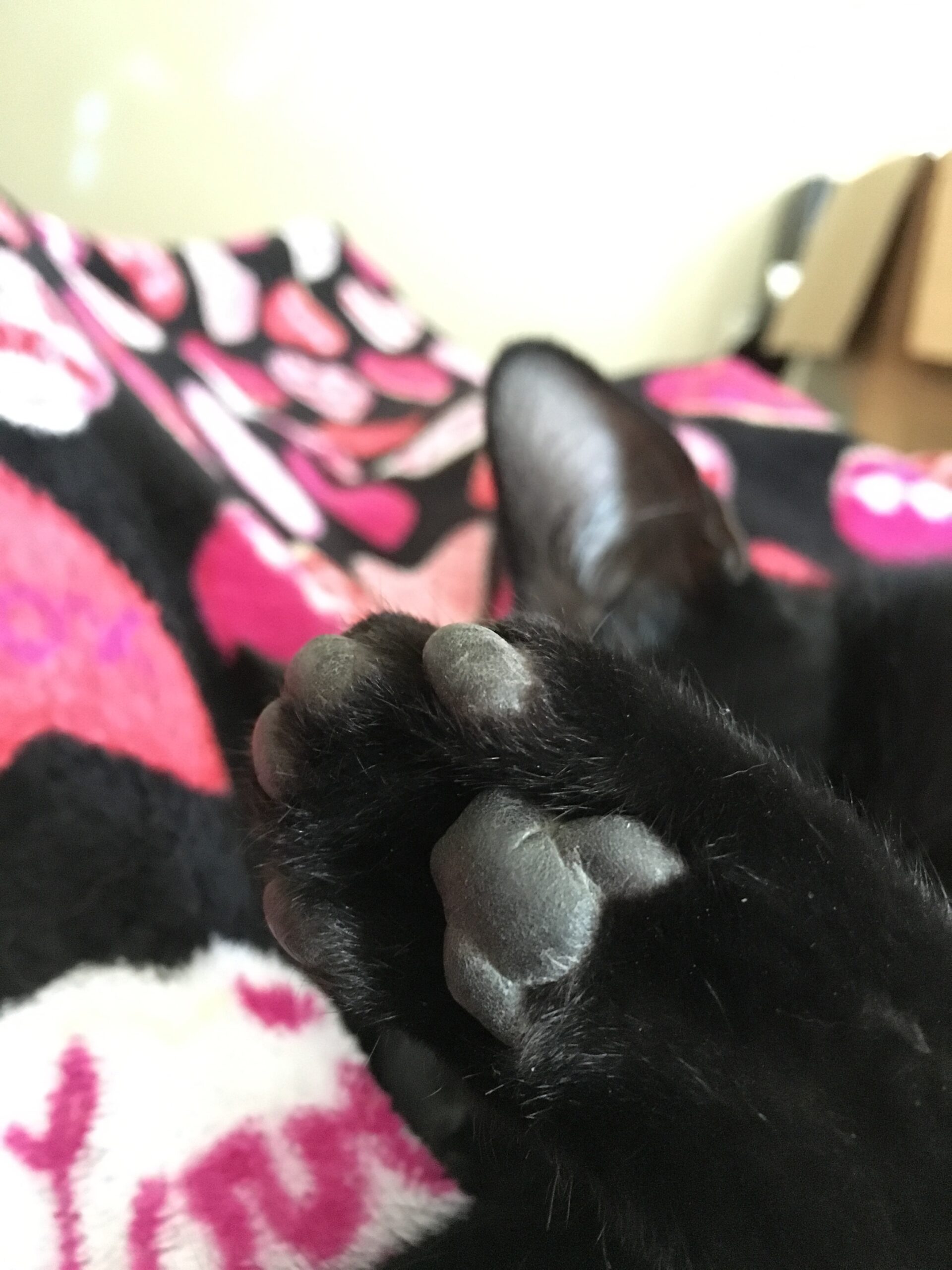 Kitten Paw