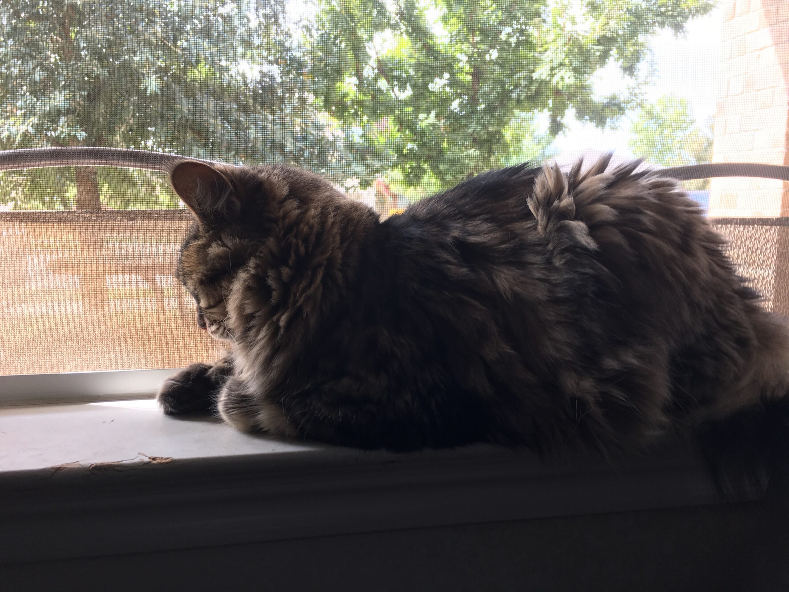 Get Hairy, Get Sleepy